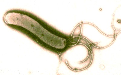 ピロリ菌