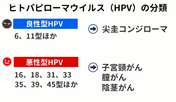 HPVの分類（低リスク型と高リスク型）